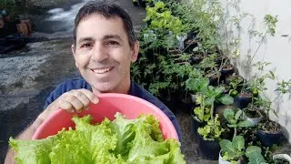 Colheita de Alface e Atualização dos Meus Tomates 🍅 | Minha Horta Caseira