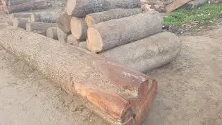 Thin & Long Measurement Mango Wood Slice Skill | Mango Tree Slice Cutting Technique | Village BoyPro