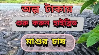 অল্প পুজিতে শুরু করুন হাইব্রিড মাগুর চাষ। Profitable Fish Farming Business/মাগুর চাষ করে সফলতা আনুন।