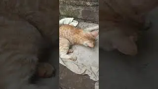 Detik detik kucing mama mati keracunan 😢😭 #short