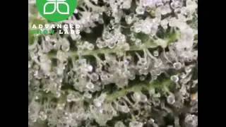 Advanced Grow Labs