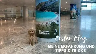 Erstes mal Fliegen mit Hund im Handgepäck - Von Hamburg nach Spanien | Toy Pudel Welpe Lotti