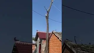 Improper operation while pulling dead tree branches resulted in damaging the house.#shorts