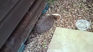 Dave's Hedgehog 21-6-24
