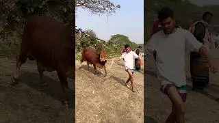 Cow Unloding ,Cow videos, Cow shorts ,Cow video ✅ Ep-(11) #shorts