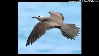 Brown Noddy