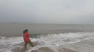 猪猪到海边放了几十米地笼，晚上退潮了去收，大鱼螃蟹全往里头钻