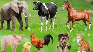Farm Animal Sounds: Horse, Dog, Cow, Sheep, Pig, Buffalo, Cat, Chicken, Goose - Farm Animal Video