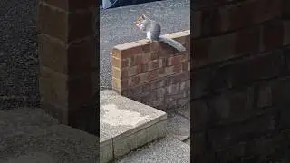 Squirrel Tail Blowing in the Wind!!  #squirrel #citysquirrel #squirrelwatching #squirreltail
