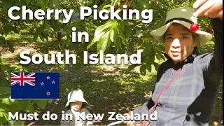 Cherry picking in South Island | When in New Zealand | Must do in New Zealand