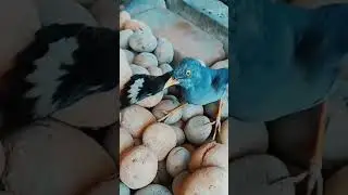Beautiful Bird 🐦( Martin)...#shorts#ytshort#bird#viralvideo