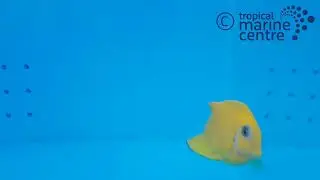 Mimic Tang - Lemon Peel Melanesia, Acanthurus pyroferus
