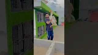 Ghausia Fancy Birds #viral #foryou #shamo #chicken #youtubeshorts #aseel #whiteshamo #danisharif