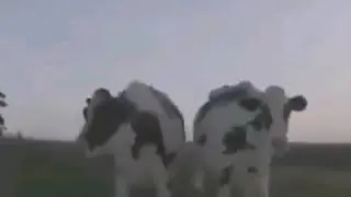 Desi cow dance
