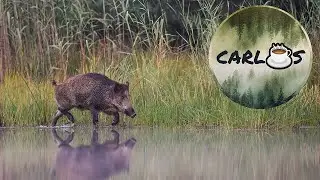 Frisch geriebener Kaffee und Wildschweine beim Baden