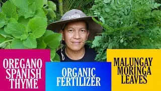 FERMENTED PLANT JUICE MORINGA LEAVES AND OREGANO (SPANISH THYME)