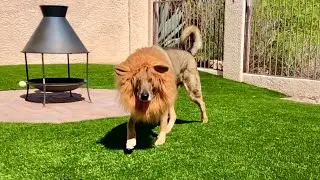 my DOG is a LION (part 6)