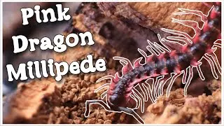 Unboxing Pink Dragon Millipedes! (Desmoxytes planata)