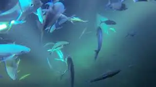 Snorkeling with the manarays in hawaii
