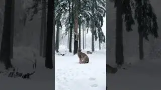 big cat jump,#77kanimals