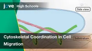 Cytoskeletal Coordination in Cell Migration | Cell Bio | Video Textbooks - Preview