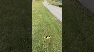 Watch out for those banana peels. #slippery #golf