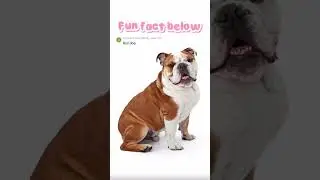 Today&rsquo;s animal is a bull dog, tap here for a fun fact! #cute #dog #animals #fypシ #msuic #vibes