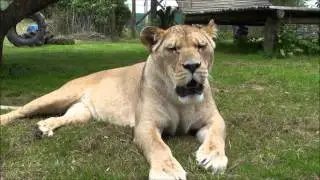 Howletts Keeper Interviews