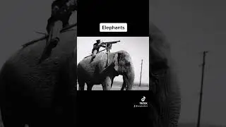 Animals that have been used for war😵 #shorts