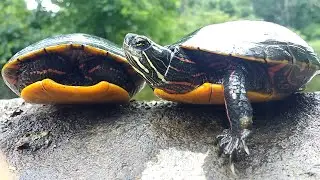 Painted Turtles (Chrysemys Picta) 🐢