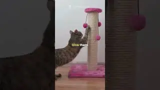 Why Cats Scratch Furniture 🛋️🐾 | The Real Reason Behind Their Claws!