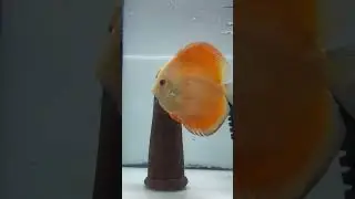 discus fish breeding pair #aquarium #feeds