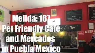 Melida 167  Pet Friendly Caf&eacute; and Mercados in Puebla Mexico