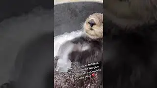Otters love ice
