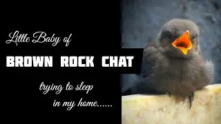 little baby of Brown Rock chat bird in my home || #SleepingBeauty || Birds in my home