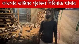 কাওসার ভাইয়ের পুরাতন গিরিবাজ কবুতর খামার 🔥|| প্রায় কবুতর ৪/৫ ঘন্টা উড়ে গিরিবাজ কাওসার ভাইয়ের 😳|| 