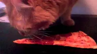 Random Act of Pizza from Reddit