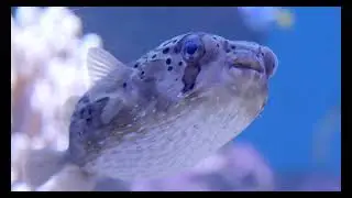 SENDAI UMINOMORI AQUARIUM — Quiet Moments by the Sea