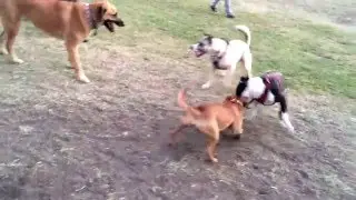 English Staffordshire Bull Terrier vs Pit Bull mix