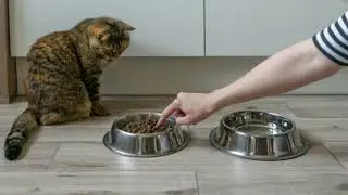 Why Has My Cat Stopped Eating Dry Food? Understanding and Solutions