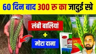 60 दिन पर बस ये खाद डाल दो… गेहूं की पैदावार खुद बोलने लगेगी!