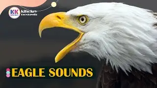Eagle Sound, Eagle Sounds, Different types of eagle sounds, 7 types of eagle sounds