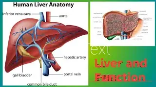 Liver and It's Function Explanation | Human Body Organs | Biology class 8, 9, 10 Hindi mein 