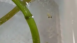 Baby Goldfish day 13