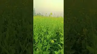 Beautiful Nature #usashorts #usanature #usa #foryou