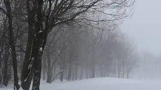 Relaxing videos / sounds.   Nature sounds are amazing!