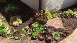 Succulent Courtyard Design Day 2