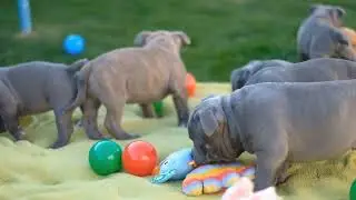 How Breed Standards Shape the Popularity of American Bullies