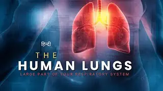 The Human Lungs - Large Part of Your Respiratory System &ndash; [Hindi] &ndash; Infinity Stream