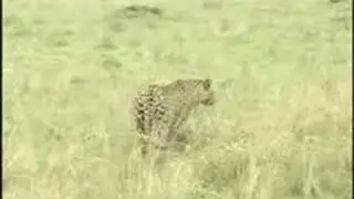Leopard kisses Wildebeest